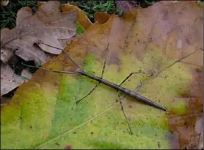 Quel est l'autre nom de Clonopsis gallica ?