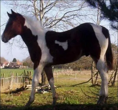 Quelle est la robe de ce cheval ?