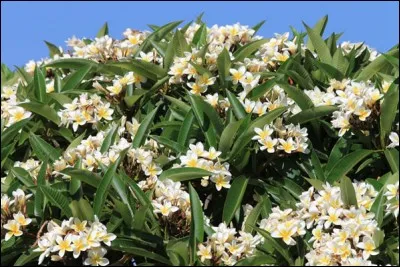 Quelles sont ces magnifiques fleurs, divinement odorantes, emblèmes de l'Indonésie ?