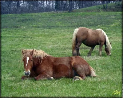 Au repos, les chevaux sont :