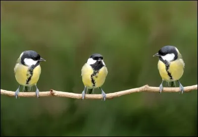 Quelle est cette mésange ?