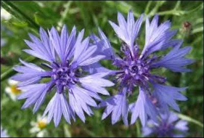 Quelle est cette belle fleur bleue joliment dentelée ?