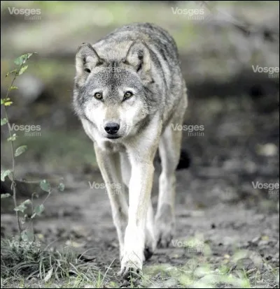 Qu'est-ce qu'un loup ?