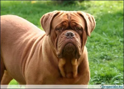 Quelle est la race de ce chien ?