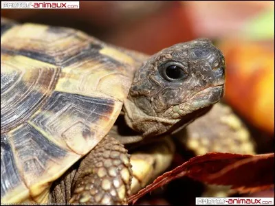 La tortue appartient à l'ordre des :