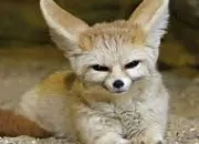 Quiz Fennec