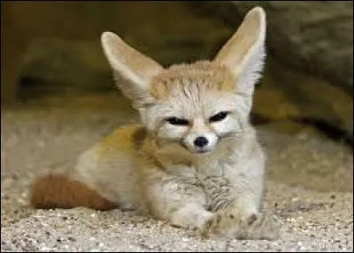 Où vit le Fennec ?