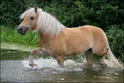 Quel est le nom de cette race ?