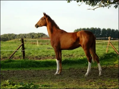 Comment se nomment les taches blanches sur les canons du cheval ?