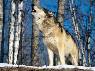 Quelle est la taille du loup ?