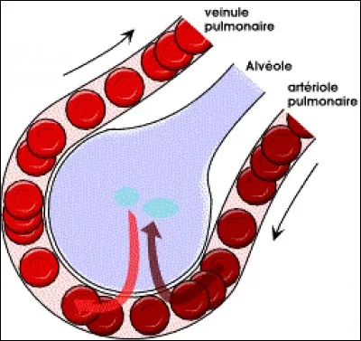 Quels gaz sont échangés entre les alvéoles pulmonaires et les capillaires sanguins ?