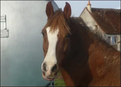 Comment s'appelle cette marque blanche sur la tète de ce cheval ?