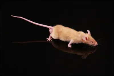 Les mâles des souris peuvent-ils vivre ensemble ?