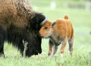 Quiz Retrouve le nom des animaux