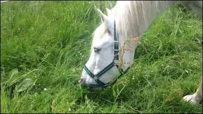 Le cheval est un :