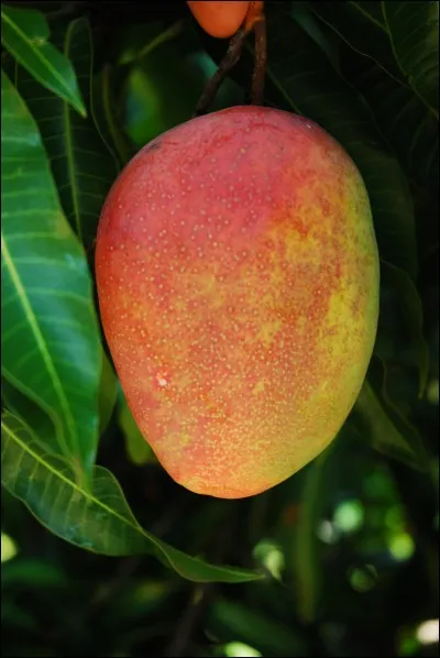 Quel est ce fruit à la chair fibreuse jaune orangé ?