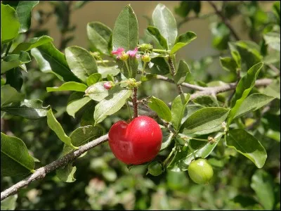 Quel est ce fruit des Antilles ?