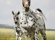 Quiz L'levage de chevaux dans les annes 1950