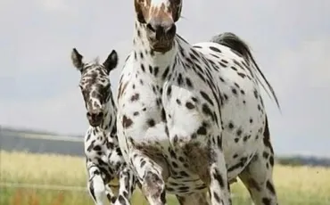 Quiz Chevaux