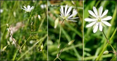 Quelle est cette fleur ?