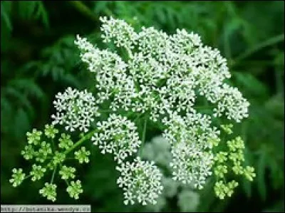 Oh, quelle jolie fleur... mais vénéneuse ! Comment s'appelle-t-elle ?