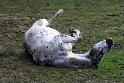 Qu'a tendance à faire un cheval lorsqu'il a des coliques ?