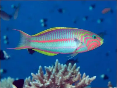 Vrai ou faux ? Ce poisson est une girelle.