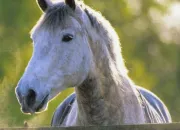 Test Quelle race de cheval es-tu ?