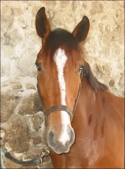 Comment se nomme le trait sur la tête du cheval ?