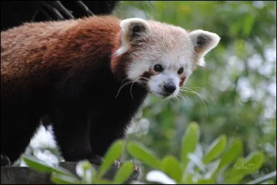 Comment s'appelle le panda roux ?