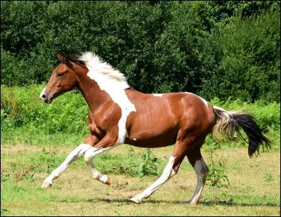 Quelle est la robe de cheval ? (Regardez la photo)