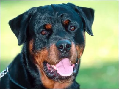 De quelle race est le chien de la photo ?