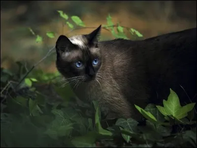 Dans "Clair de lune", qui est ce chat ?