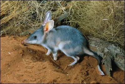 De quelle famille le chat marsupial vient-il ?