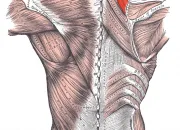 Quiz Questionnaire sur l'lvateur de la scapula (angulaire)