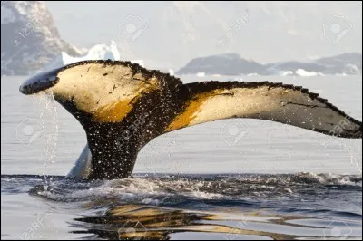 D'où la baleine à bosse tient-elle son nom ?