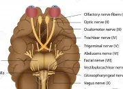 Quiz Questionnaire d'identification des nerfs crniens