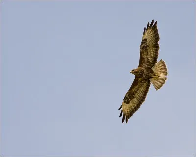 Quel est le nom de cet oiseau ?