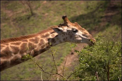 Combien pèse une girafe ?