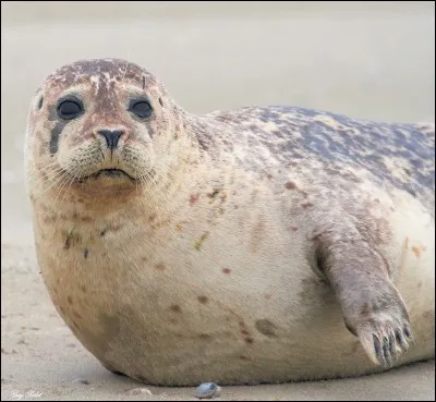 Quel est le nom scientifique de cet animal ?