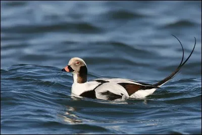 Je peux nager dans comme sur l'eau, à la recherche de mollusques, et ma queue est comme celle de l'hirondelle.