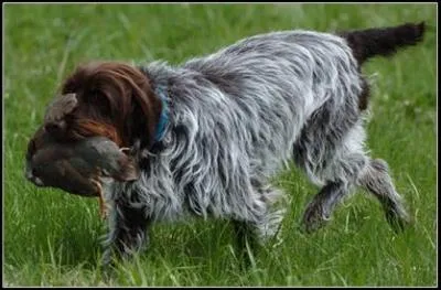 De quelle race est ce chien ?