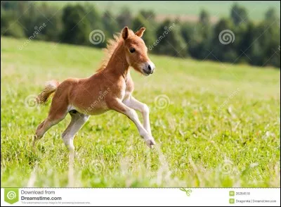 Le cheval est craintif.