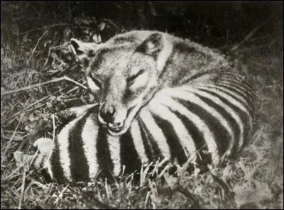 Quel est cet animal très mignon ?