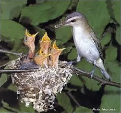 Dans quoi les oiseaux élèvent-ils leurs petits en général ?