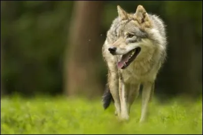 Les loups-garous existent-ils ?