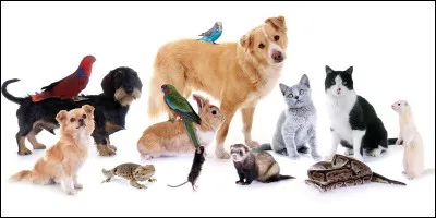 Quels sont tes animaux préférés ?