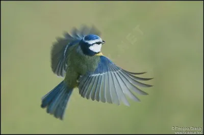 Quel est cet oiseau ?