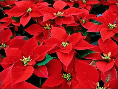 Le poinsettia, ou étoile de Noël, arbore joliment les couleurs de Noël, et porte en anglais le nom de... ?