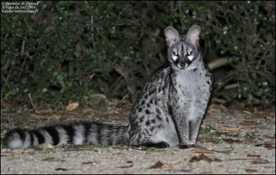 Quel est ce mammifère ?